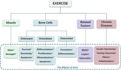 Frontiers The Role Of Irisin In Exercise Mediated Bone Health